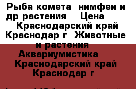 Рыба(комета),нимфеи и др.растения  › Цена ­ 100 - Краснодарский край, Краснодар г. Животные и растения » Аквариумистика   . Краснодарский край,Краснодар г.